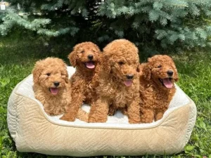 Mini Goldendoodle puppies from Golden Paws