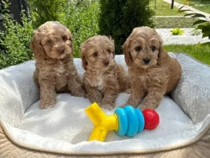 Mini Cockapoo puppies from Golden Paws