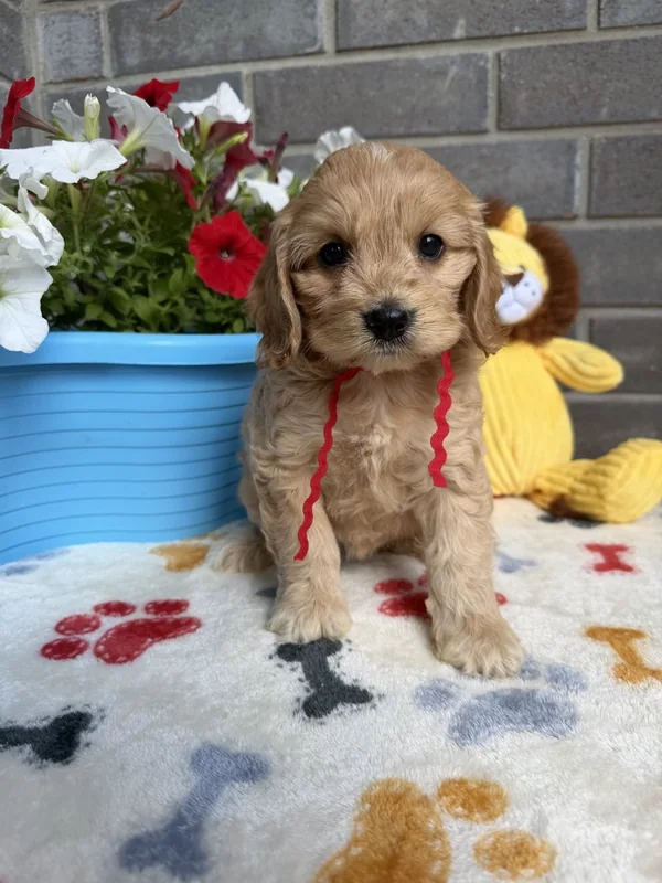 Female — Mini Cockapoo F1B