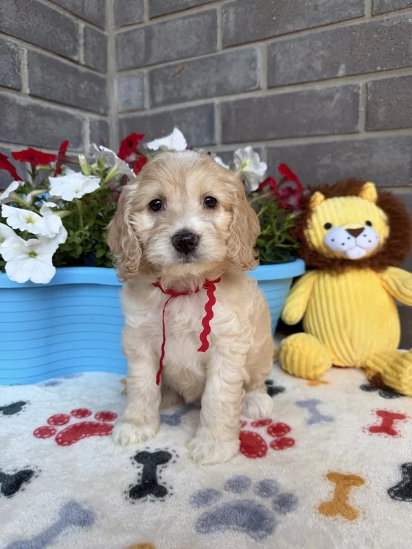 Female — Mini Cockapoo F1B