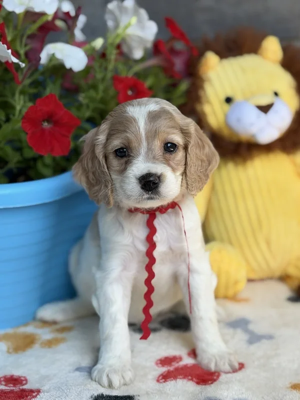 Female — Mini Cockapoo F1B