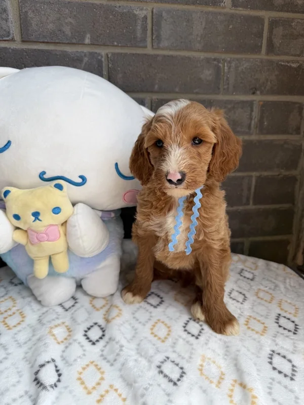Male — Mini Goldendoodle F1B