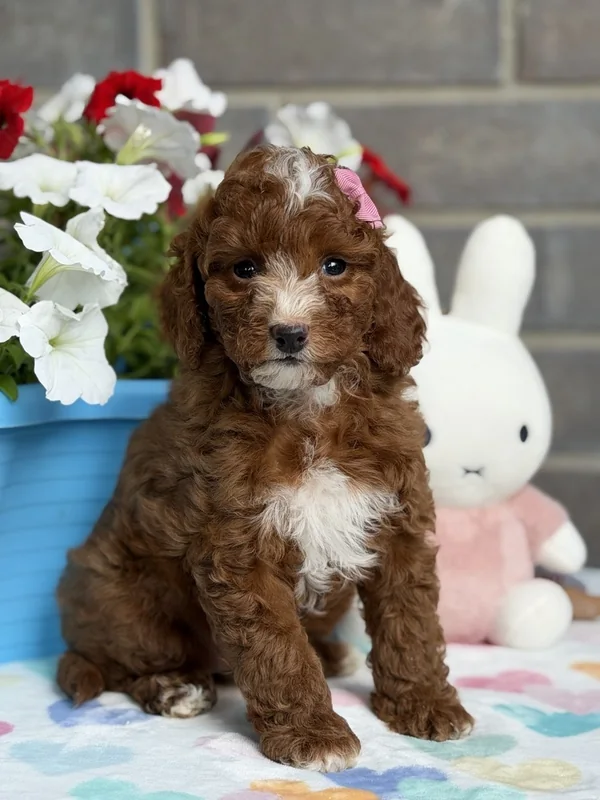 Female — Mini Poodle