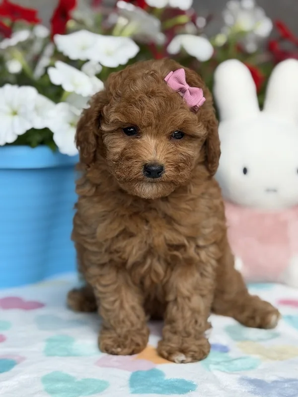 Female — Mini Poodle