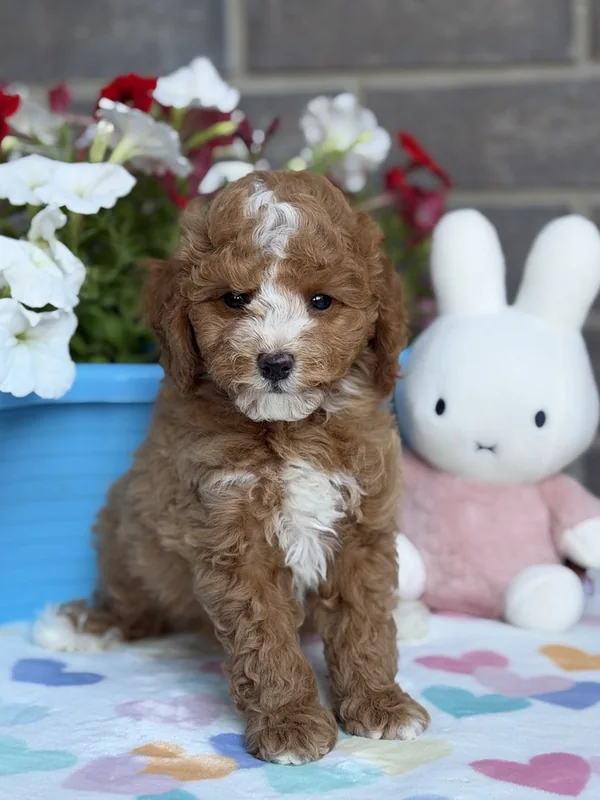 Male — Mini Poodle