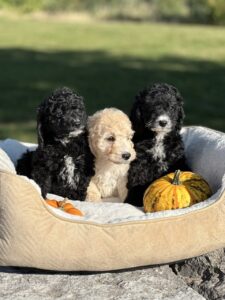 Mini Poodle puppies from Golden Paws